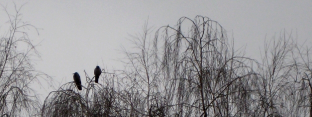 Crows in greyness