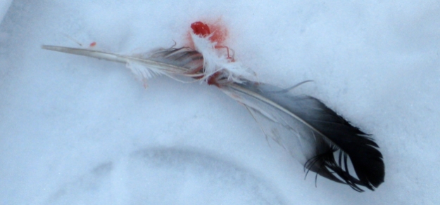 Bloody feather