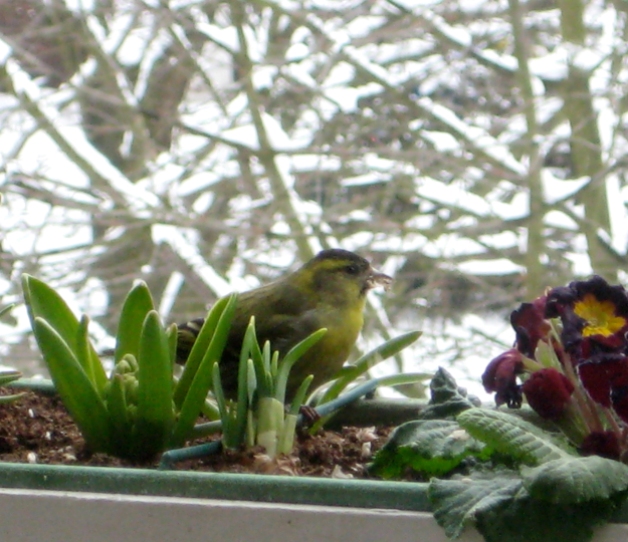 A eurasian siskin, the first time that I have seen one near my apartment.