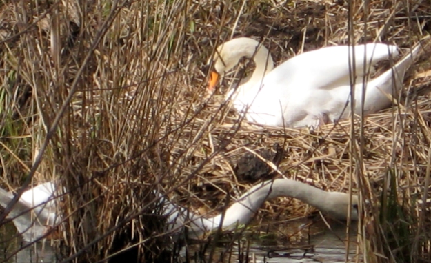 Swans building nest