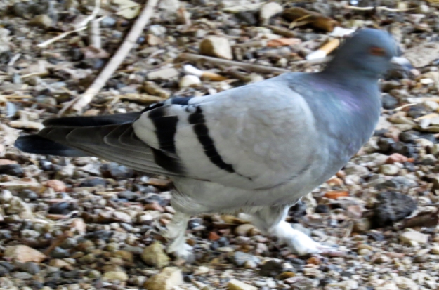 Pigeon with feathered legs