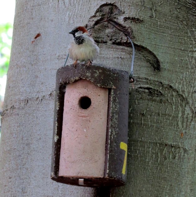 Sparrow Bird House Plans