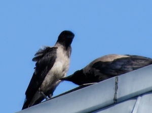 Grooming Crows 2