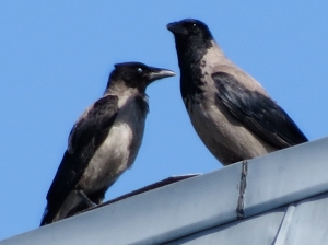 Grooming Crows 6